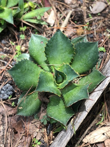 Agave cupreata  photo