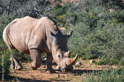 Nashorn gehend photo