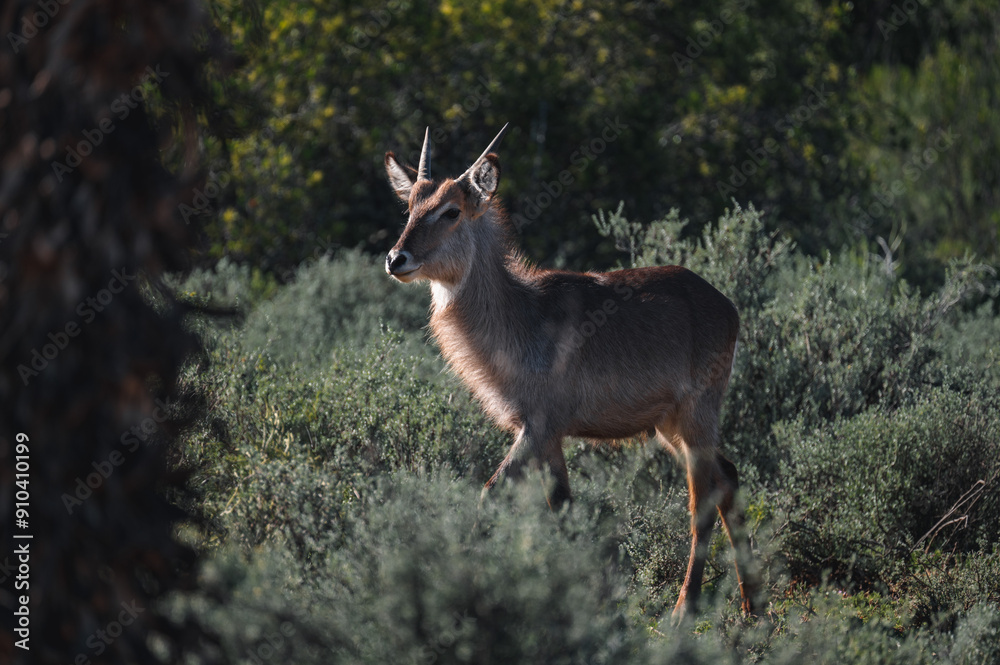 Antilope im Busch braun Antilope im Busch braun