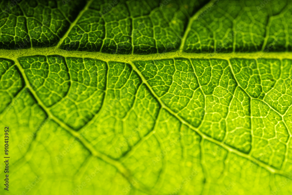 A detailed macro shot of a green leaf, showcasing its intricate vein patterns and texture. The vibrant green color and natural structure highlight the beauty of nature. A detailed macro shot of a green leaf, showcasing its intricate vein patterns and texture. The vibrant green color and natural structure highlight the beauty of nature.