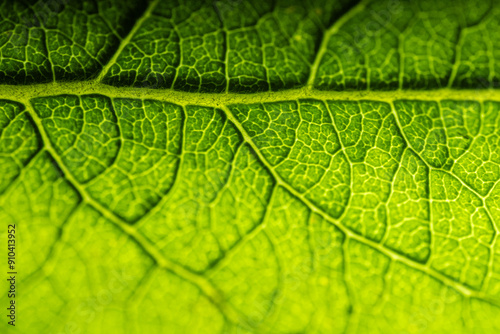 A detailed macro shot of a green leaf, showcasing its intricate vein patterns and texture. The vibrant green color and natural structure highlight the beauty of nature.