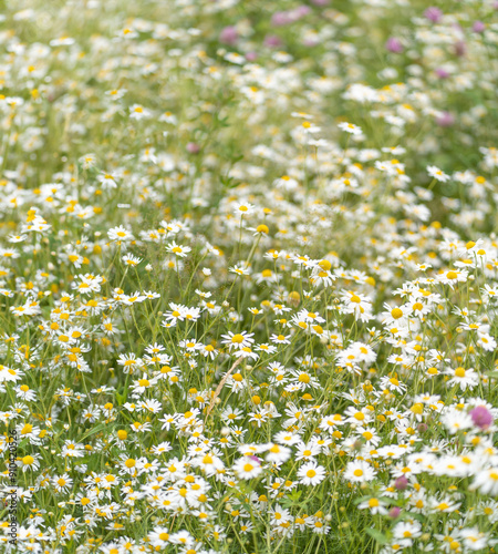 Chamomile field with clover close-up with space to copy