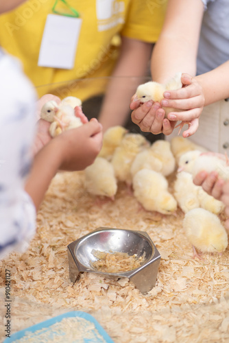 There are a lot of chickens in the aviary, eating grain.