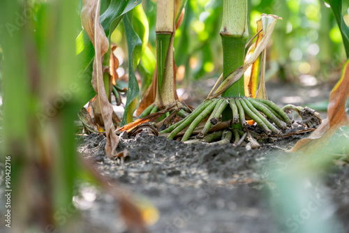 Close up view of corn root system in summer  during ripening period.