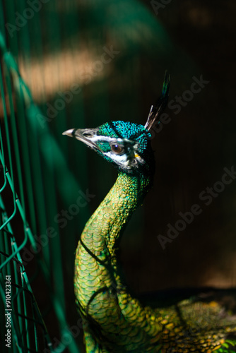 Portrait of a green peacock in captivity. A peacock behind a net. Looking through the grid