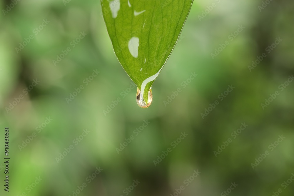 Fototapeta premium Essential oil dripping from fresh leaf against blurred green background, closeup