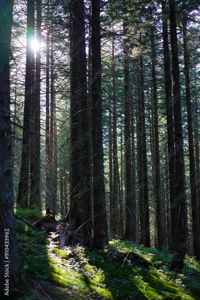 Obraz premium footpath in the woods