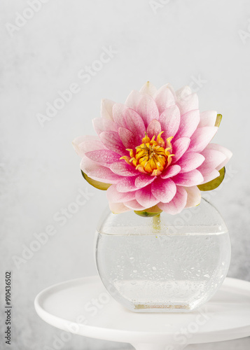 Home decoration. Wonderful pink, white nymphaea flower with water drops in a glass vase. Romantic minimal floral decoration. Copy space