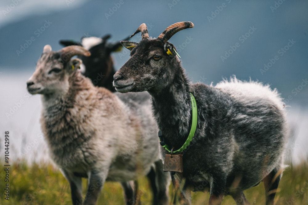 Fototapeta premium Ziegen am Berg