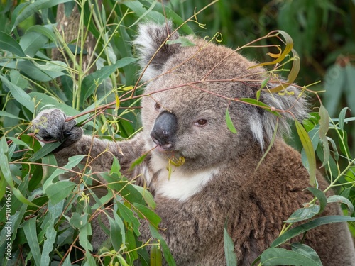 Canvas Print Koala eating a branch