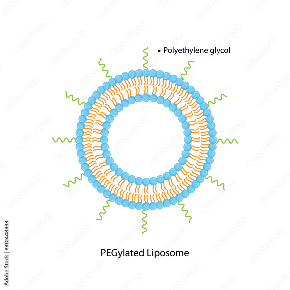 PEGylated Liposome, with Polyethylene glycol, hydrophilic head and