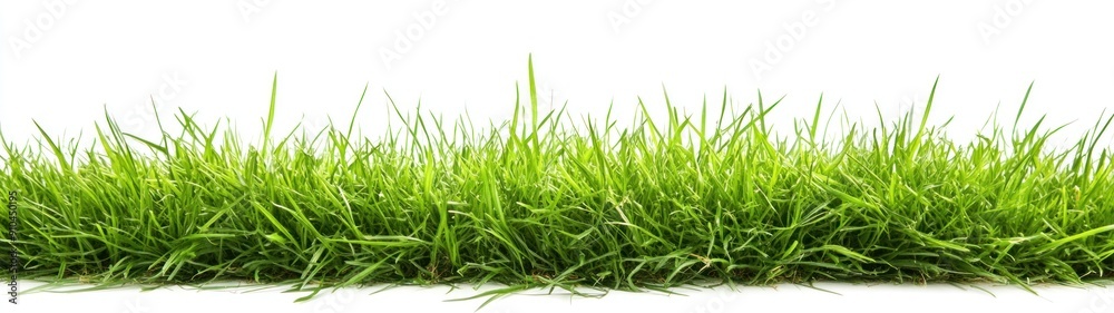 Lush Green Grass Blades Isolated on White Background Lush Green Grass Blades Isolated on White Background