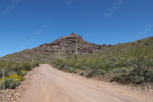 Road through Organ Pipe Cactus National Monument, Arizona photo