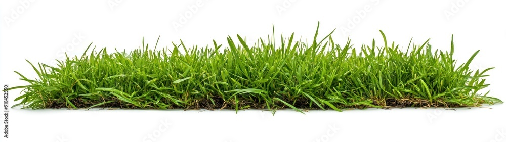 Lush Green Grass Patch Isolated on White Background Lush Green Grass Patch Isolated on White Background