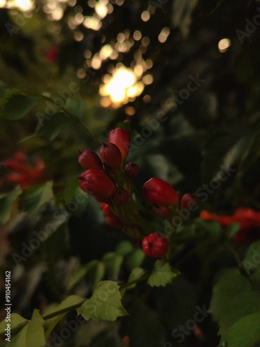 red flowers on a background of green plants