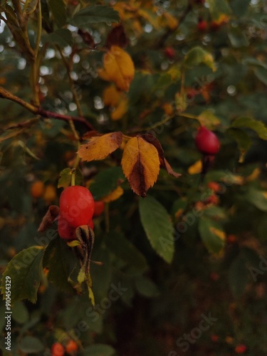 red apples in autumn