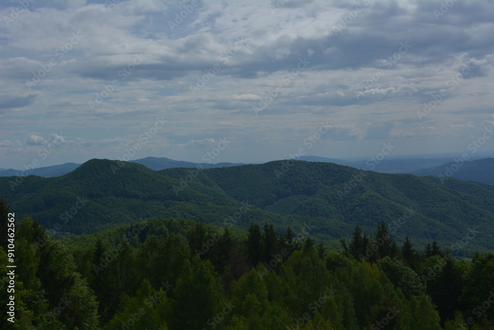 Naklejka premium forest in the mountains