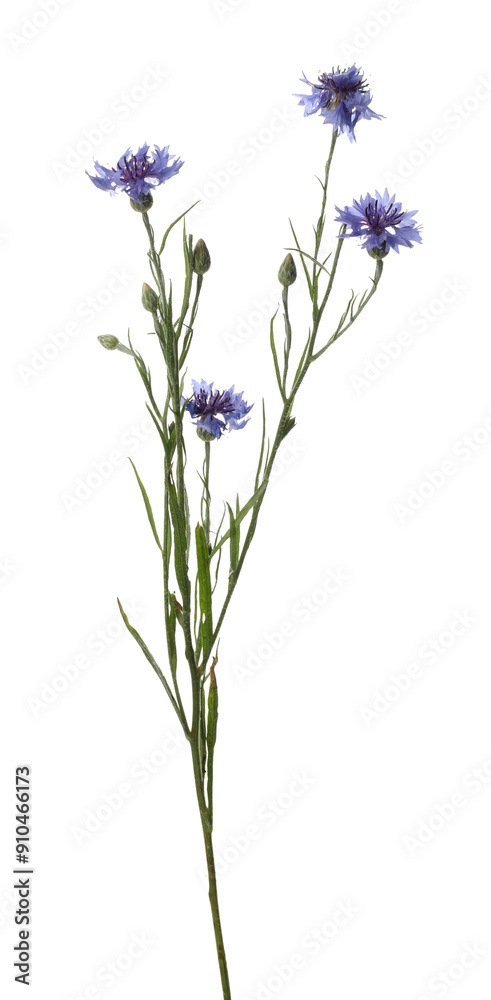 Twig with beautiful cornflowers on white background Twig with beautiful cornflowers on white background