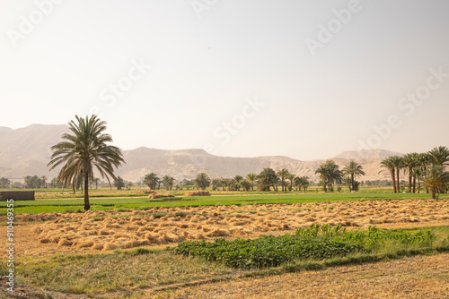 Obraz na płótnie Beautiful view of village landscape in Luxor, Egypt w salonie