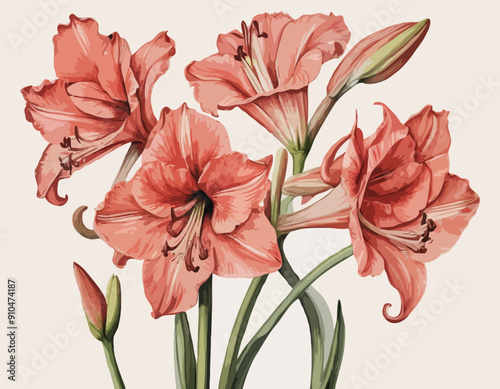 Amaryllis equestrian | Redoubt Flower Illustrations