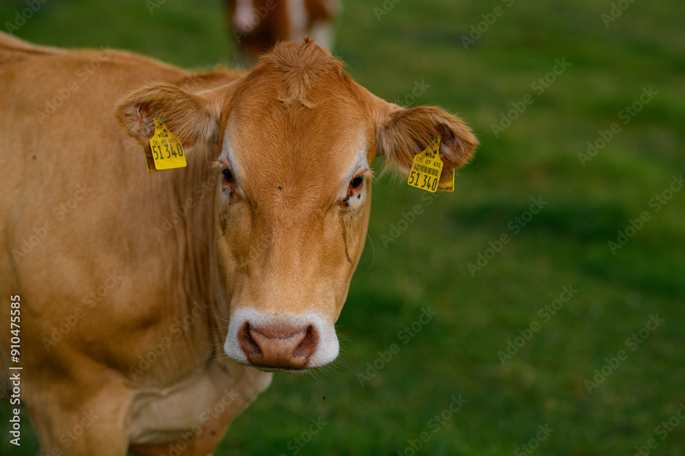 Cows on summer pasture. Cows on dairy milk farm. Cattle grazing in a field. Cows on green grass in a meadow, pasture. Cow grazing on farmland. Brown cow grazing in grassy meadow. Brown cows on pasture Cows on summer pasture. Cows on dairy milk farm. Cattle grazing in a field. Cows on green grass in a meadow, pasture. Cow grazing on farmland. Brown cow grazing in grassy meadow. Brown cows on pasture