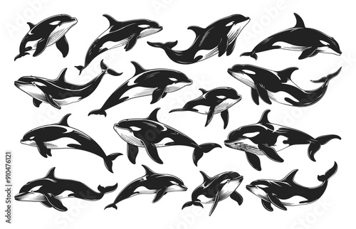 Killer Whale in Various Poses Icons Set Neat Thick Strokes Shapes Black on White Background Orca Marine Life Ocean Animal Wildlife Illustration Graphic Design Elements
