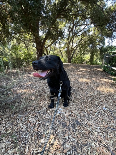 black labrador retriever puppy in the park