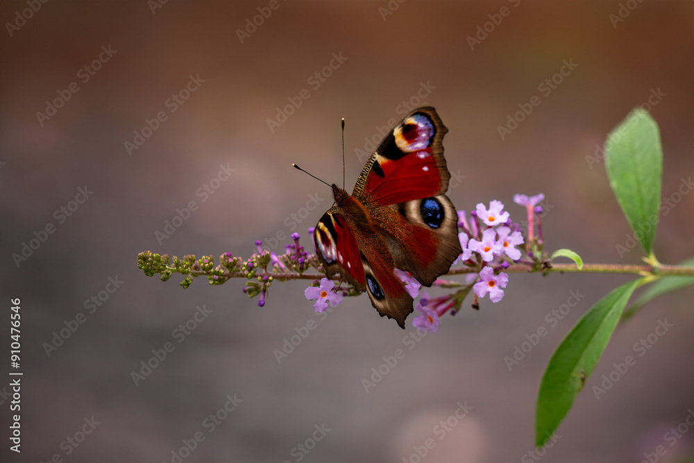 piękny motyl