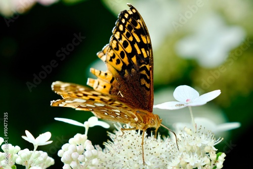 great spangled fritillary butterfly on flower