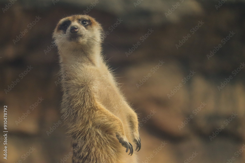 Fototapeta premium Meerkat on Guard