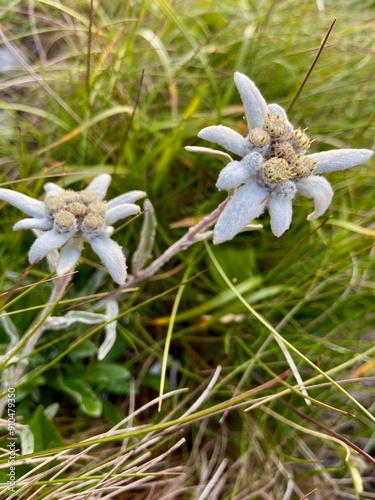 flowers in the mountains (Leontopidium alpinum Cass. Asteraceae) photo