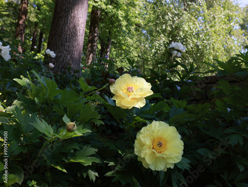 Peony Garden in Bloom 