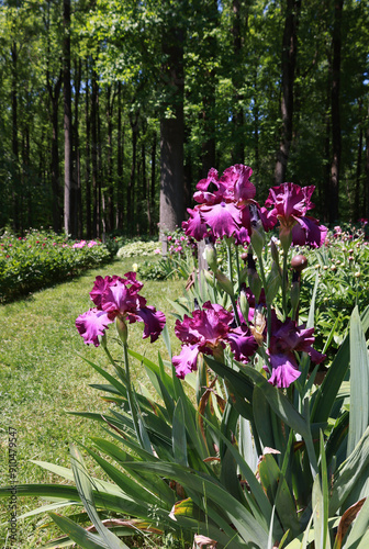 Peony Garden in Bloom 