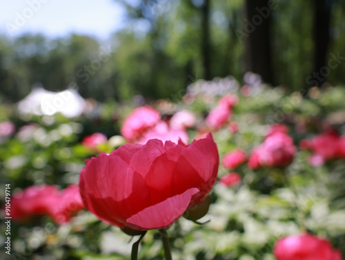 Peony Garden in Bloom 