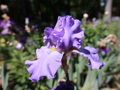 Iris in a Peony Garden in Bloom 