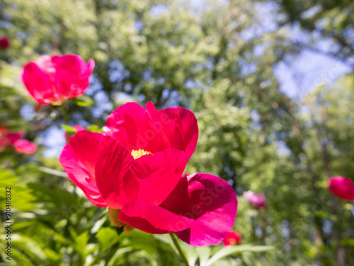 Red Peony Garden in Bloom 