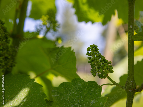 Growing Grapes at the Winery 