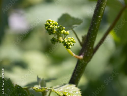Growing Grapes at the Winery 