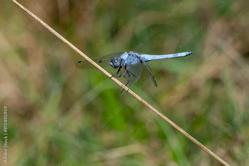 blue dragonfly on a green leaf blue dragonfly on a green leaf