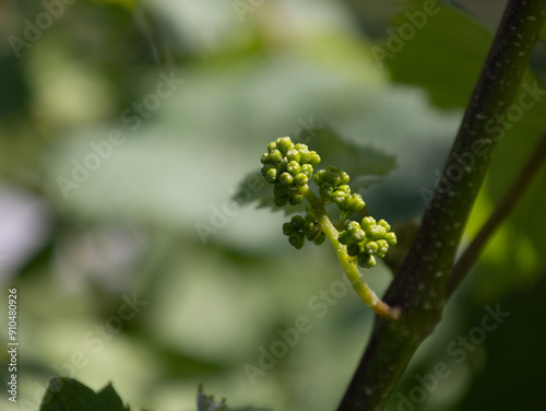 Growing Grapes at the Winery 