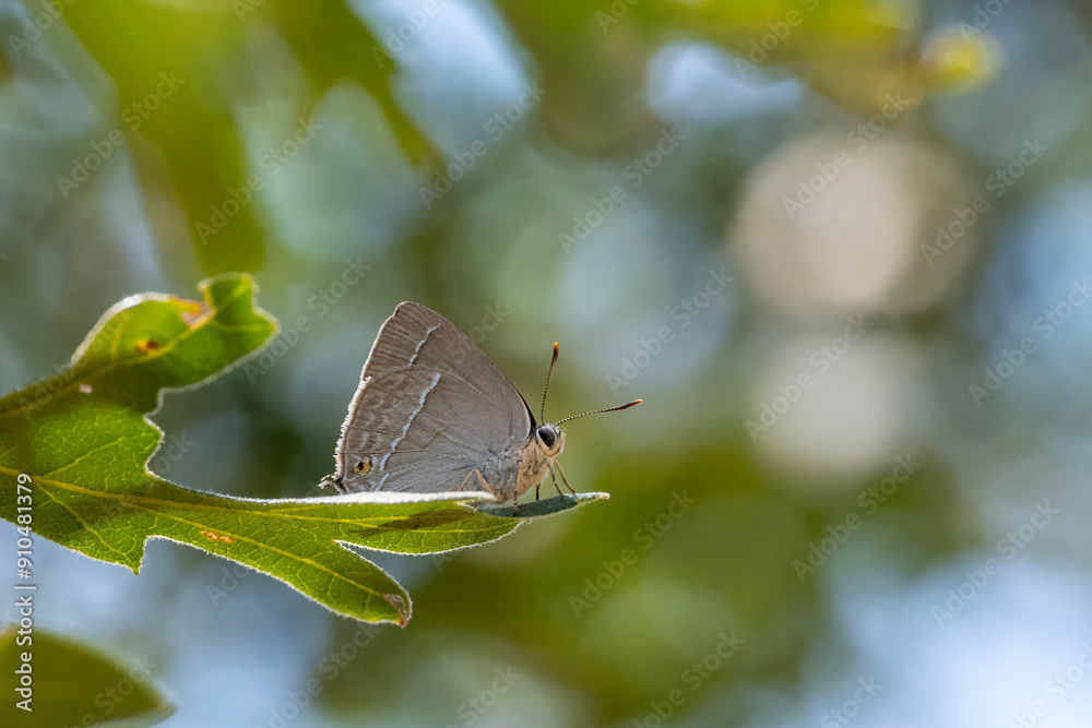 Obraz premium Lycaenidae / Mor Meşe / Purple Hairstreak / Quercusia quercus