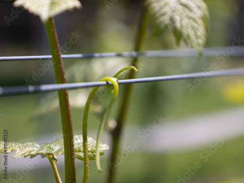 Growing Grapes at the Winery 