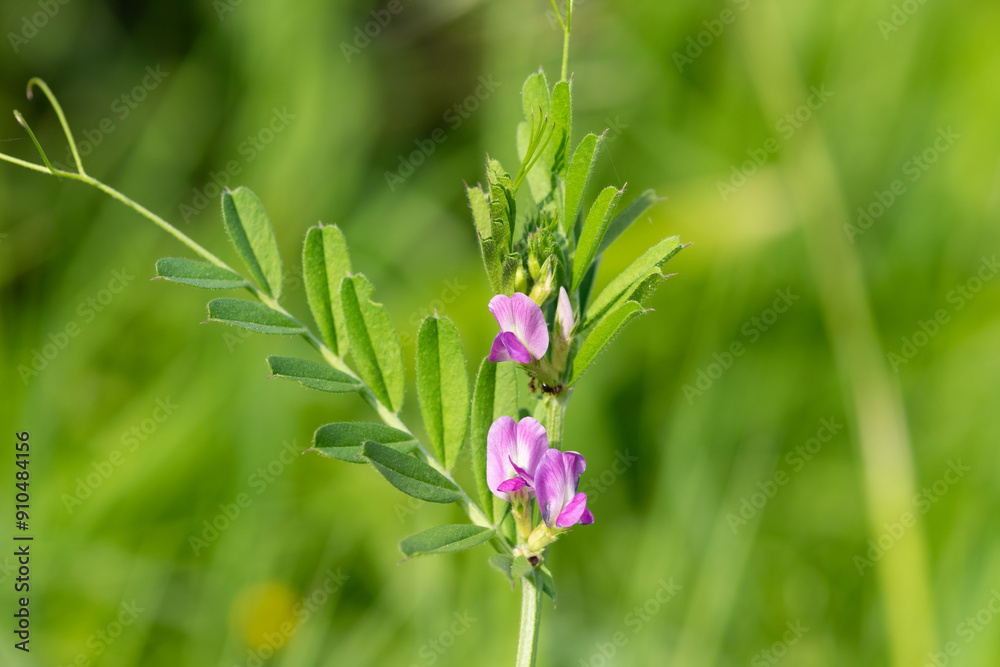 Close up of common vetch (vicia sativa) flowers in bloom