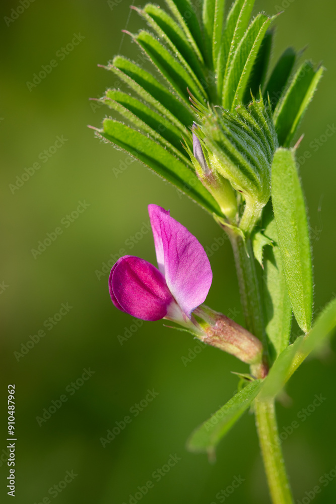 Macro shot of a common vetch (vicia sativa) flower Macro shot of a common vetch (vicia sativa) flower