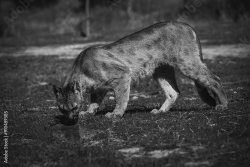 black and white photograph of a puma in the wild