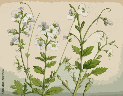 Antique botany illustration of wild flowers: Cuckoo Flower, Cardamine pratensis 
