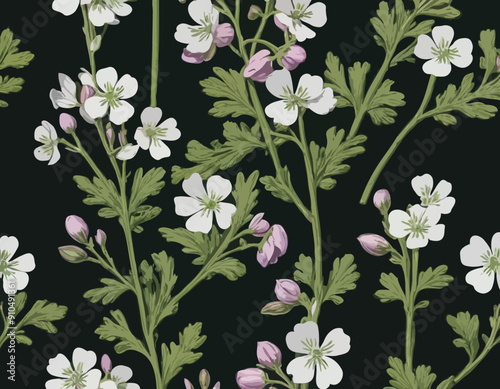 Antique botany illustration of wild flowers: Cuckoo Flower, Cardamine pratensis 
