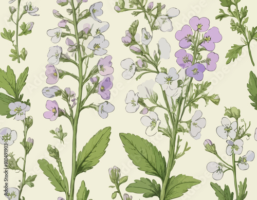 Antique botany illustration of wild flowers: Cuckoo Flower, Cardamine pratensis 
