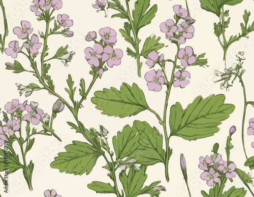 Antique botany illustration of wild flowers: Cuckoo Flower, Cardamine pratensis 
