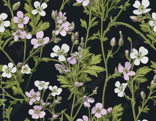 Antique botany illustration of wild flowers: Cuckoo Flower, Cardamine pratensis 
